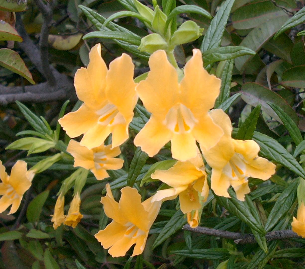 mimulus-aurantiacus-23feb2003-a