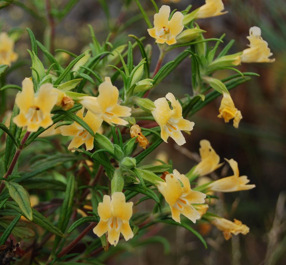 mimulus-aurantiacus-24apr2013-8