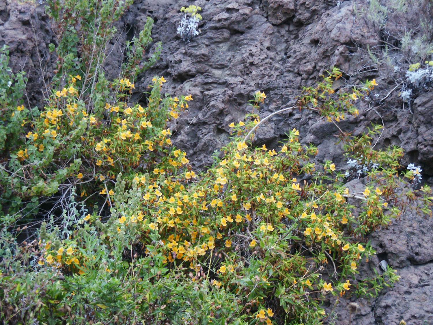 mimulus-aurantiacus-24may2005-3