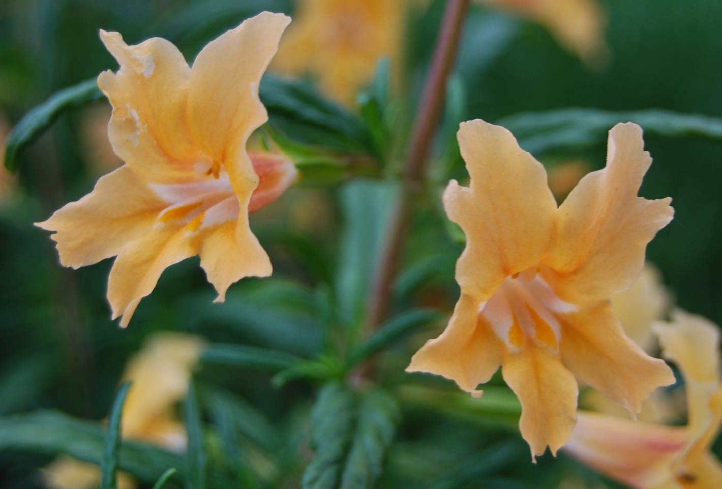 mimulus-aurantiacus-3apr2013-4