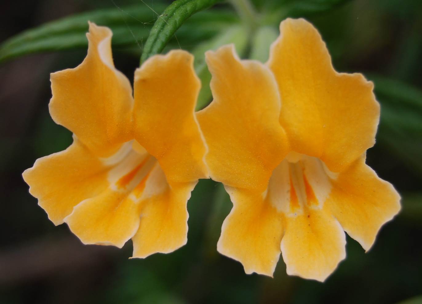 mimulus-aurantiacus-3apr2013-6