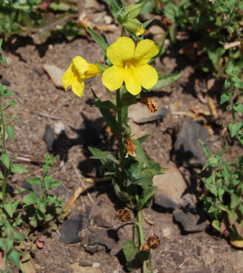mimulus-brevipes-20mar2015-20 mimulus-brevipes-20mar2015-20