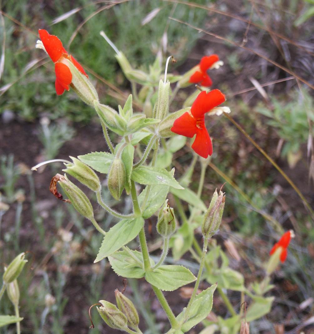 mimulus-cardinalis-29june2003-1 mimulus-cardinalis-29june2003-1