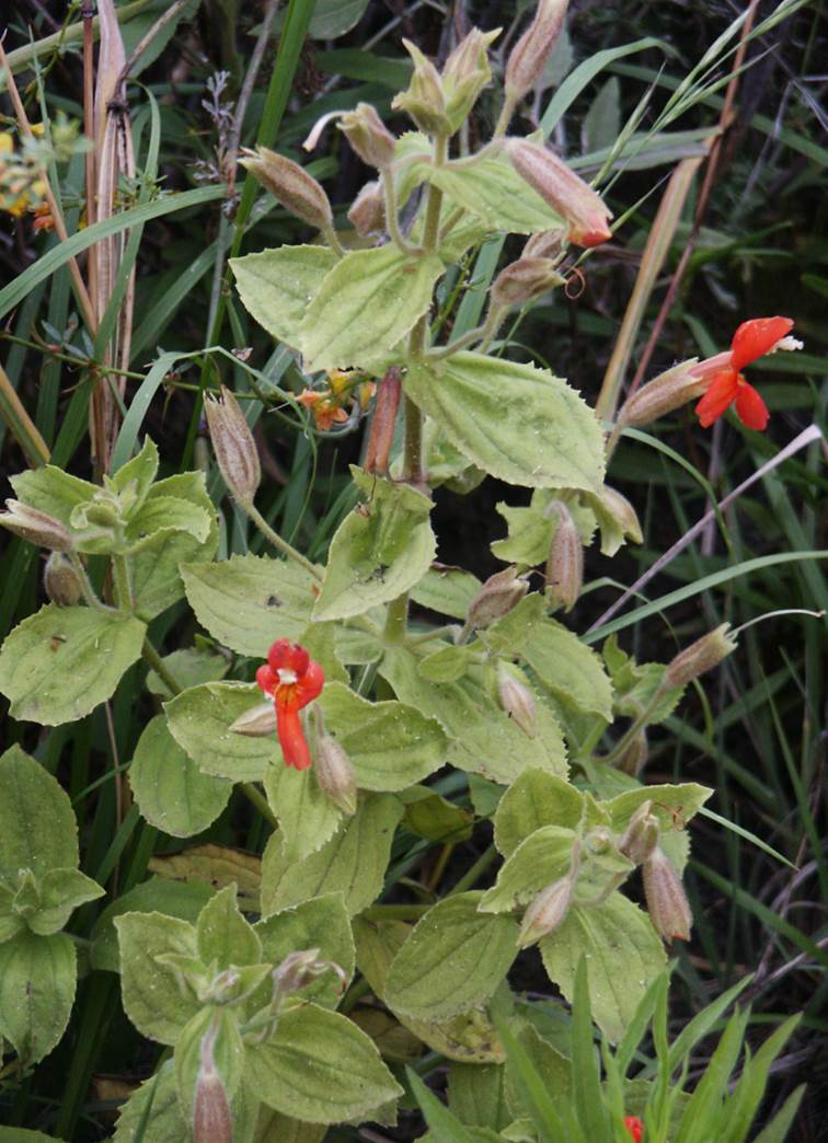 mimulus-cardinalis-29june2003-2 mimulus-cardinalis-29june2003-2