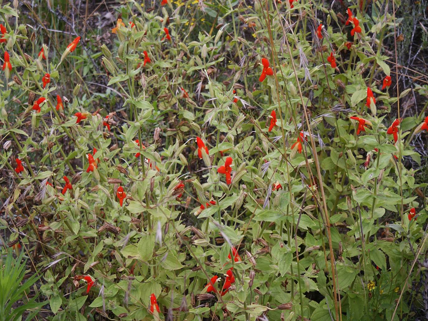 mimulus-cardinalis-29june2003-3 mimulus-cardinalis-29june2003-3