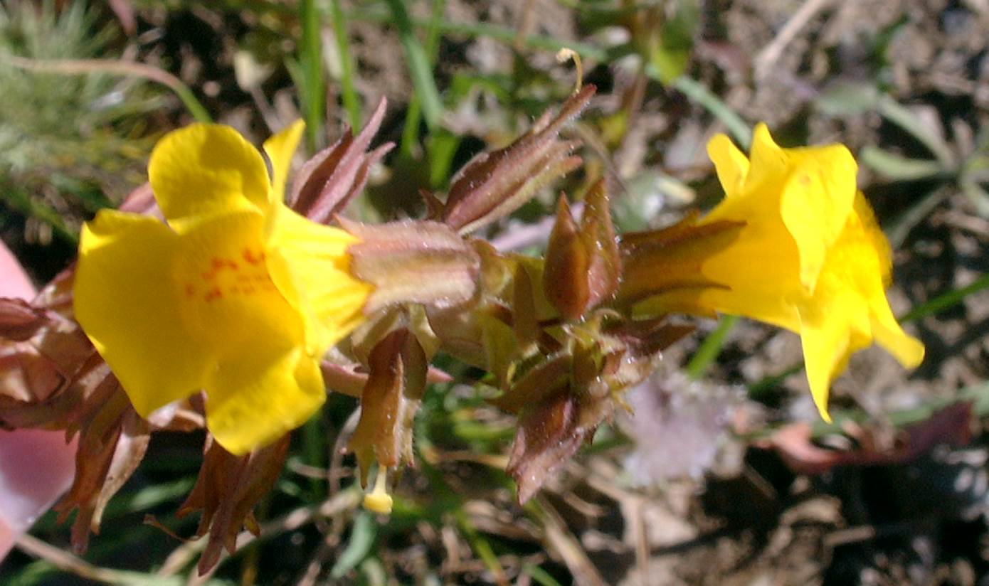mimulus-guttatus-2mar2003