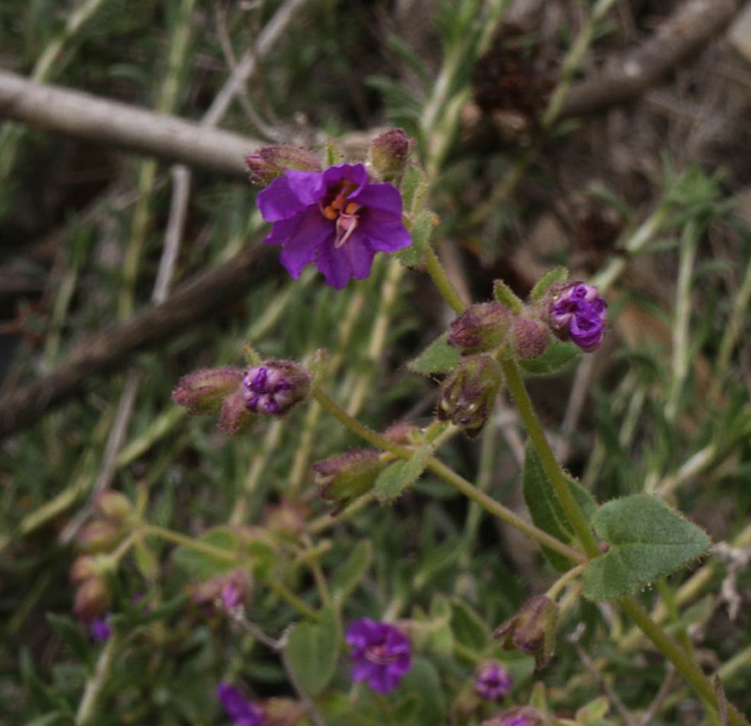 mirabilis-laevis-15feb2004-8
