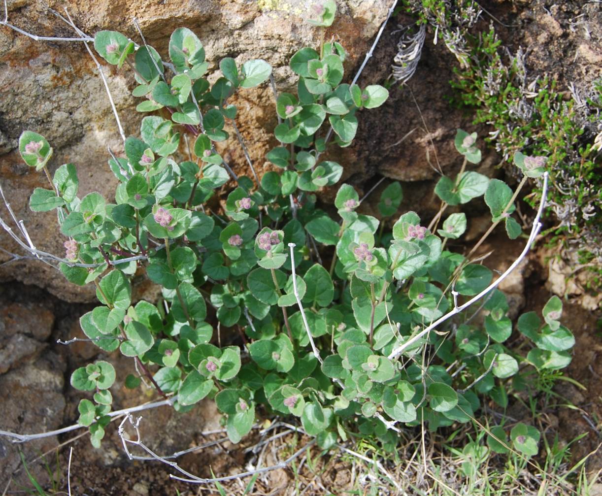 mirabilis-laevis-19jan2013-1