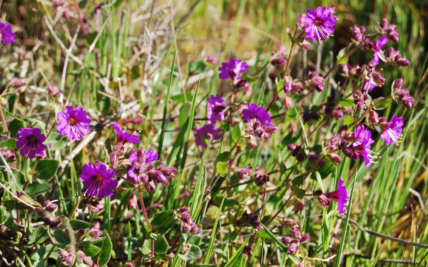 mirabilis-laevis-22feb2013-2