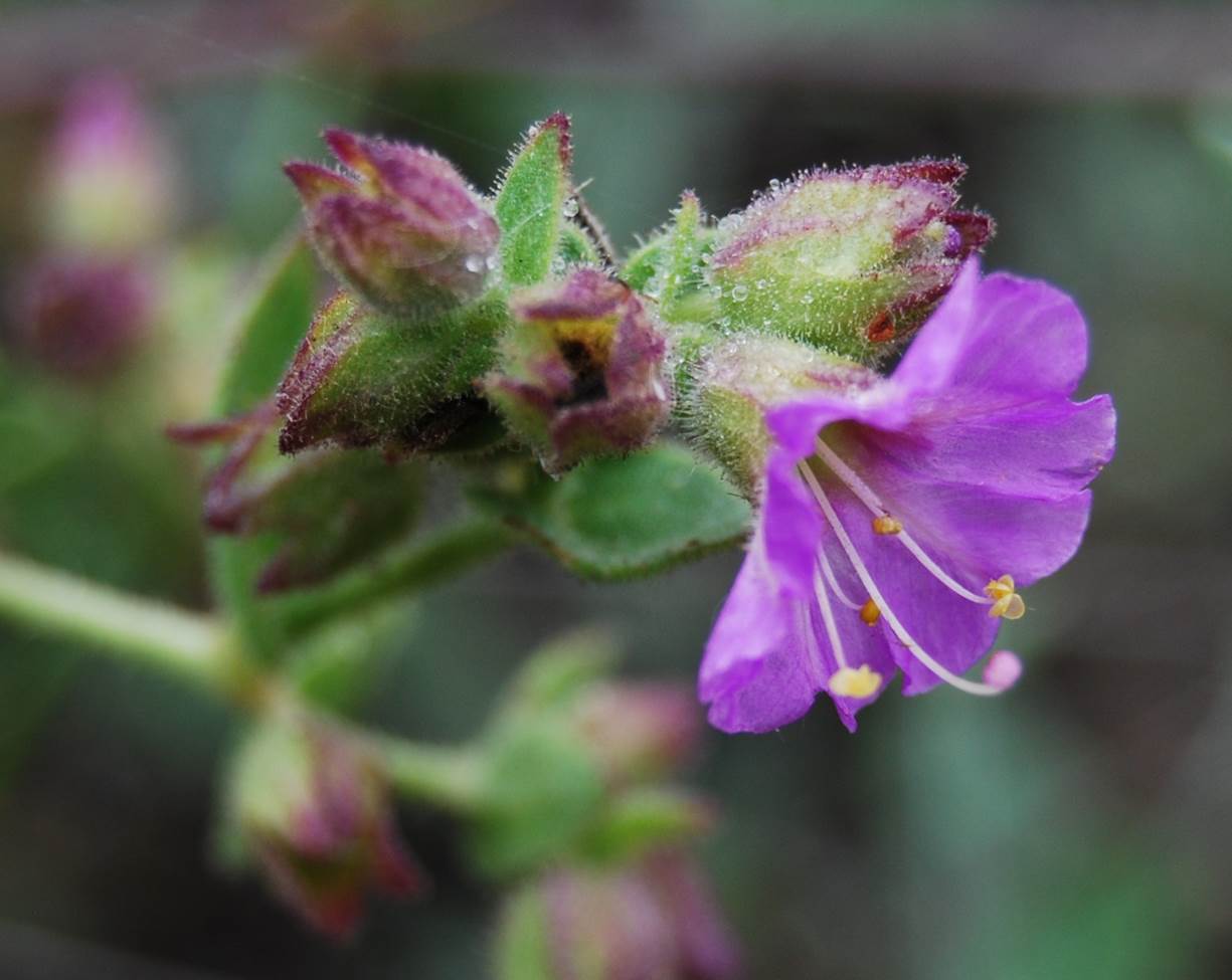 mirabilis-laevis-24apr2013-1