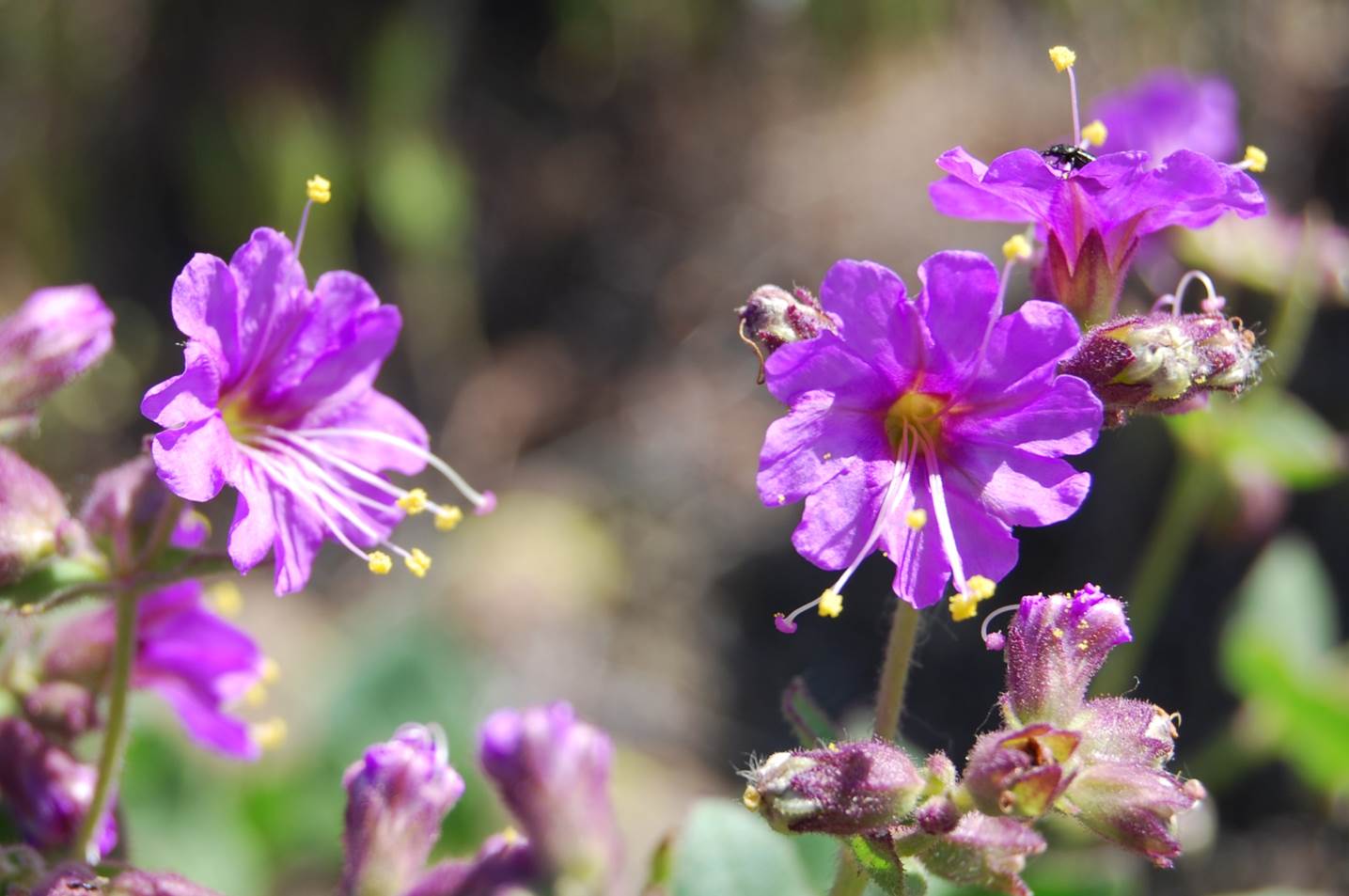 mirabilis-laevis-28mar2008-2