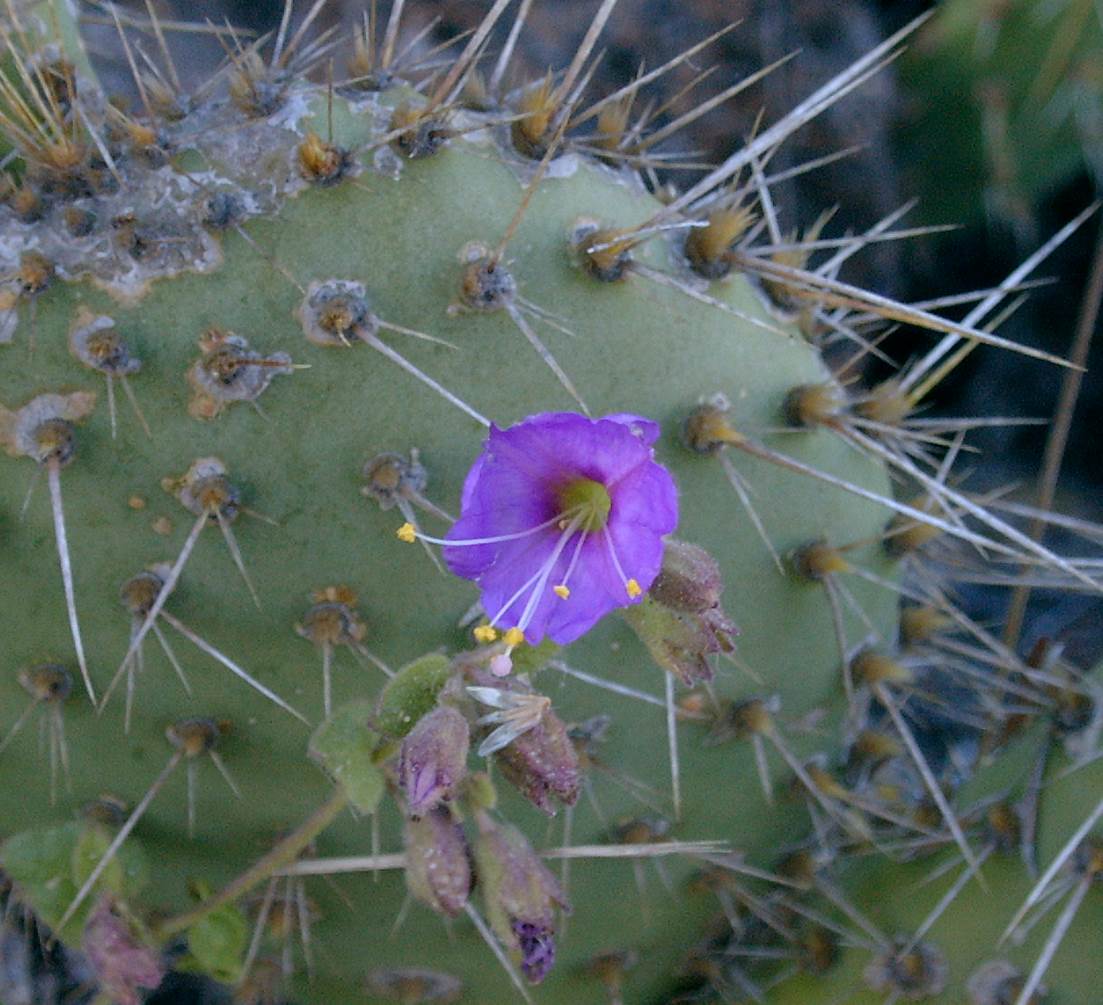 mirabilis-laevis-30mar2003-a