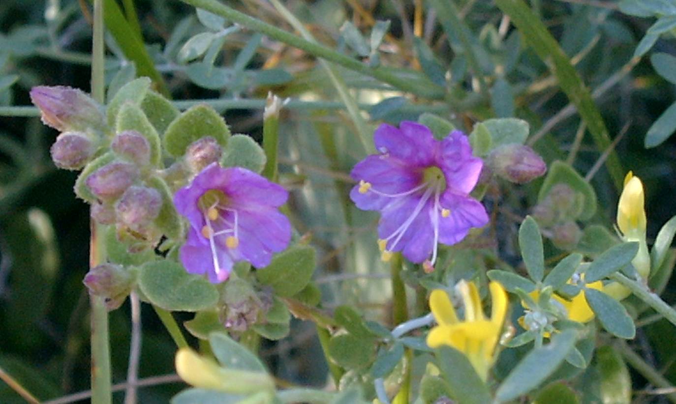 mirabilis-laevis-31mar2003-d
