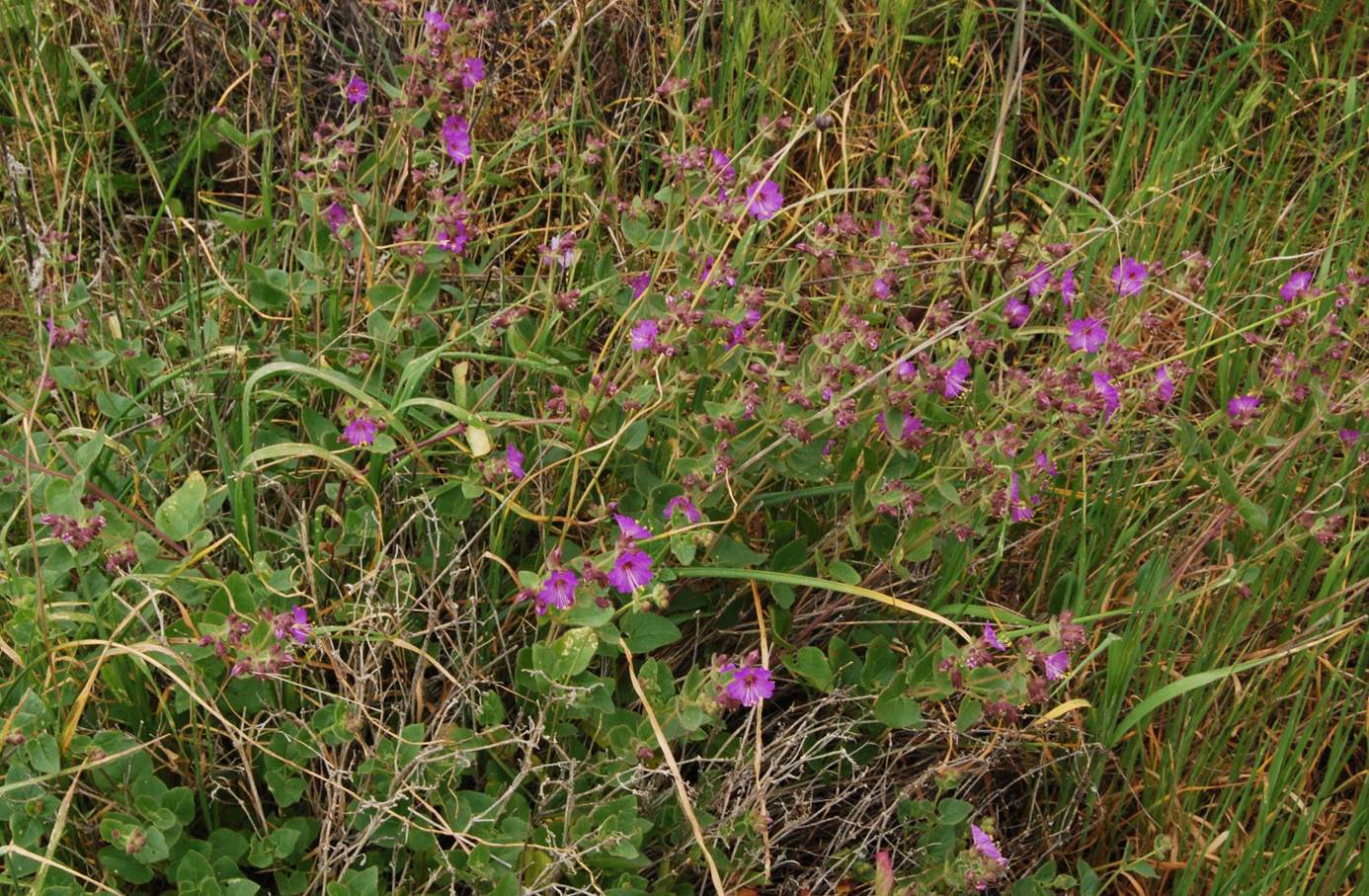mirabilis-laevis-5mar2013-1