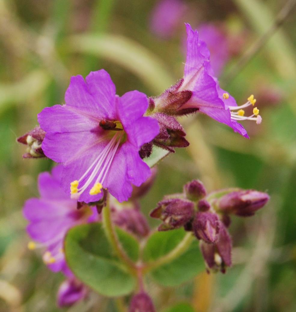 mirabilis-laevis-5mar2013-4