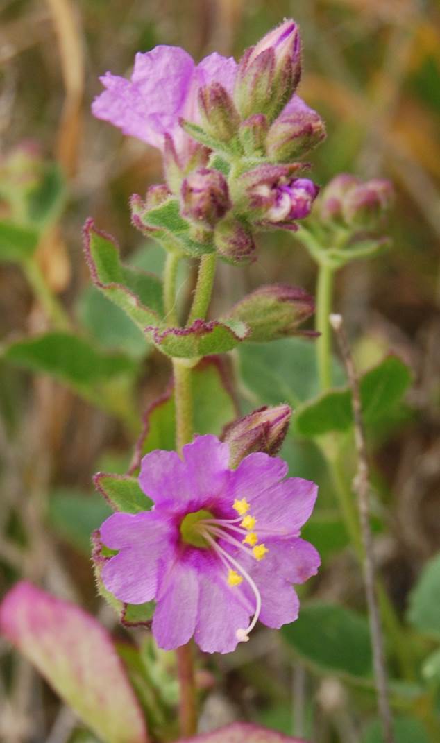 mirabilis-laevis-5mar2013-6