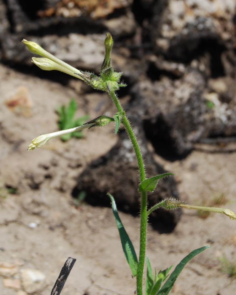 nicotiana-quadrivalvis-26apr2014-4 nicotiana-quadrivalvis-26apr2014-4