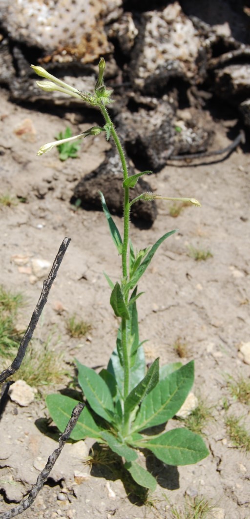 nicotiana-quadrivalvis-26apr2014-6 nicotiana-quadrivalvis-26apr2014-6