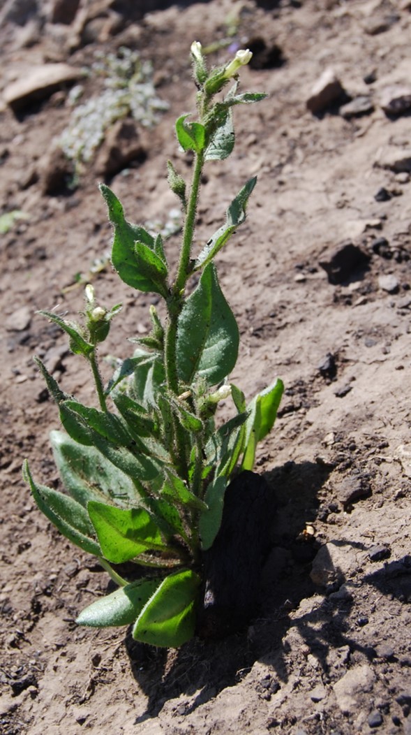 nicotiana-quadrivalvis-2may2014-1 nicotiana-quadrivalvis-2may2014-1