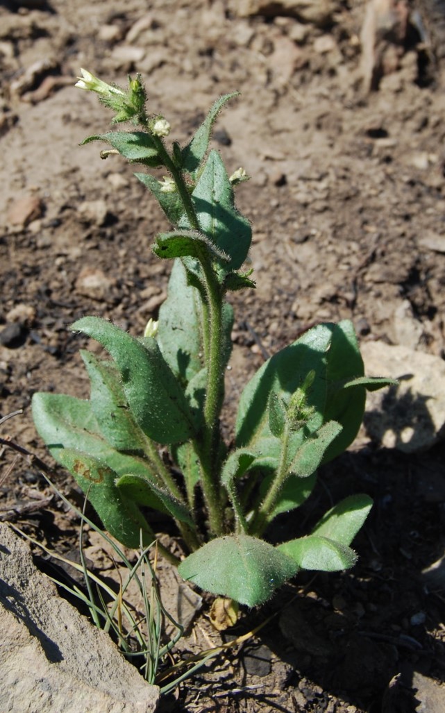 nicotiana-quadrivalvis-2may2014-13 nicotiana-quadrivalvis-2may2014-13