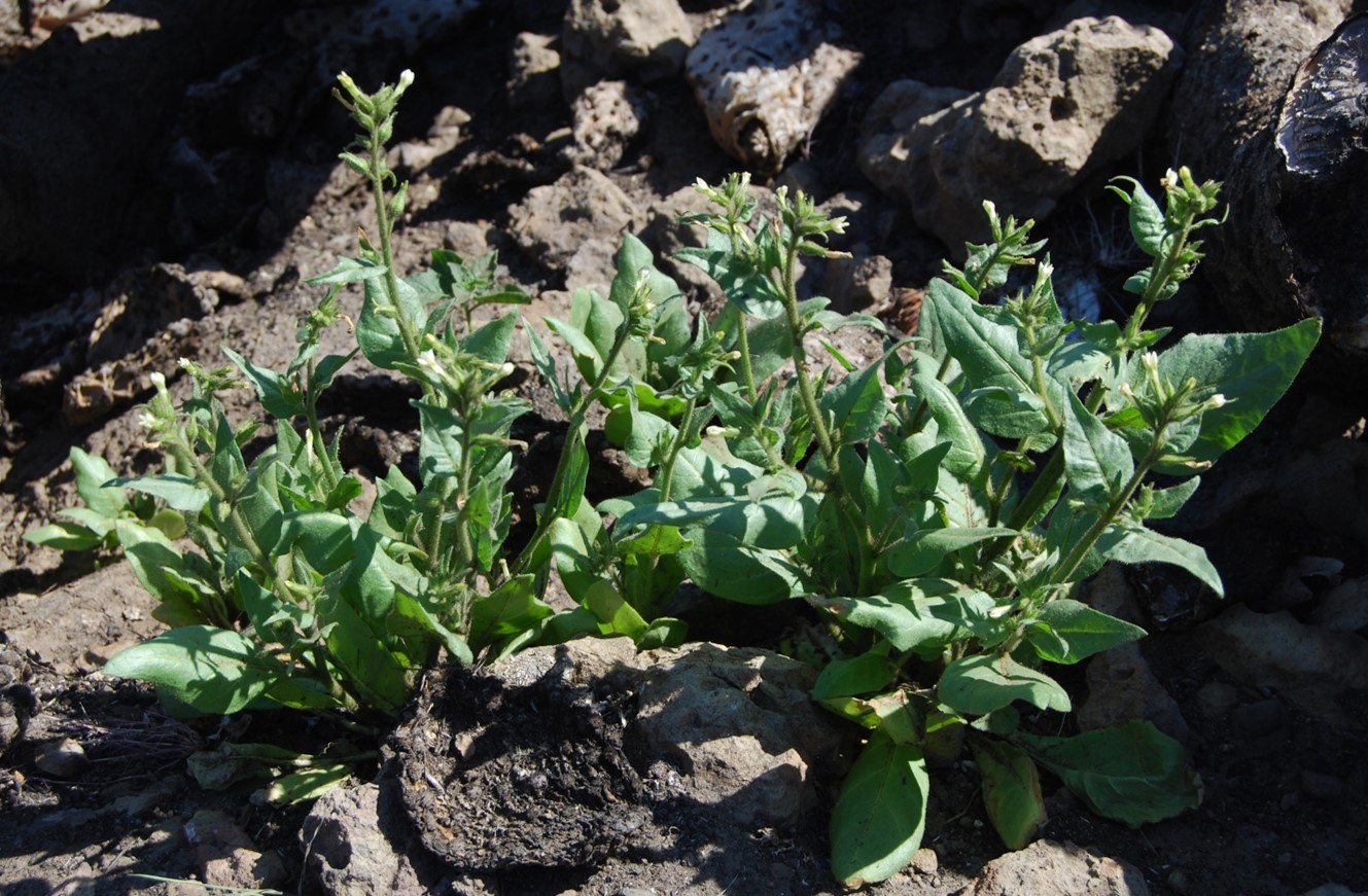 nicotiana-quadrivalvis-2may2014-20 nicotiana-quadrivalvis-2may2014-20