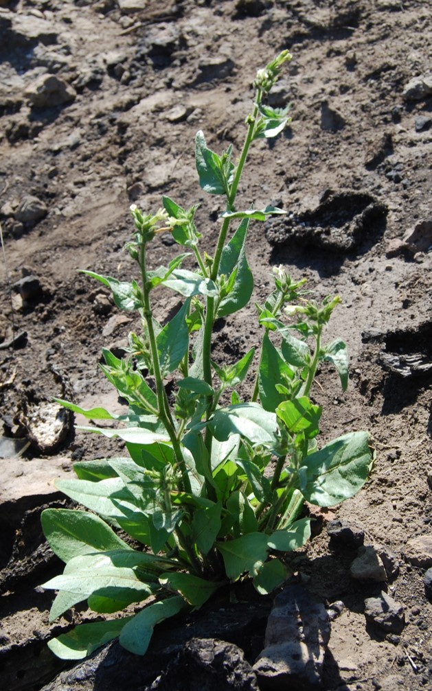 nicotiana-quadrivalvis-2may2014-8 nicotiana-quadrivalvis-2may2014-8