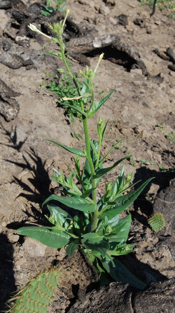 nicotiana-quadrivalvis-9may2014-2 nicotiana-quadrivalvis-9may2014-2