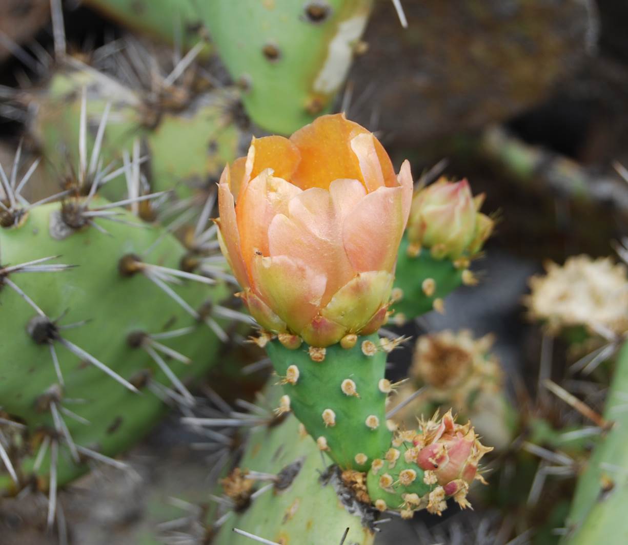 opuntia-litteralis-3june2013-1