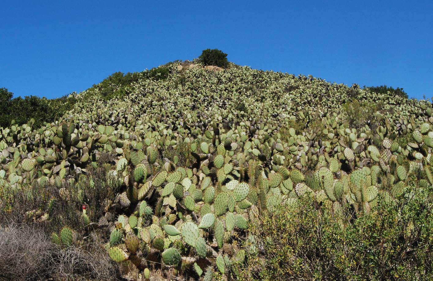 opuntia-littoralis-11apr2013-5