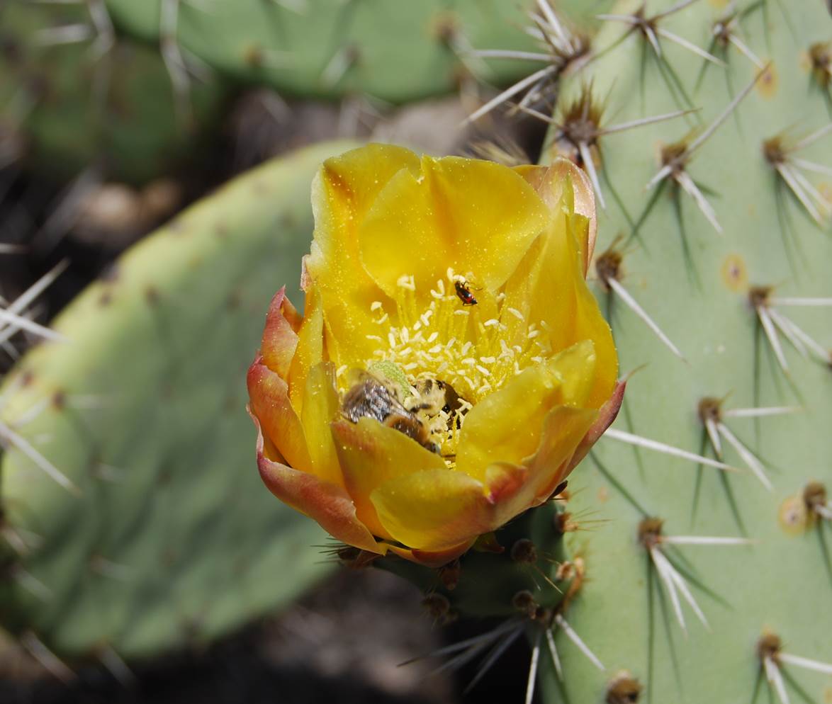 opuntia-littoralis-14june2013-3