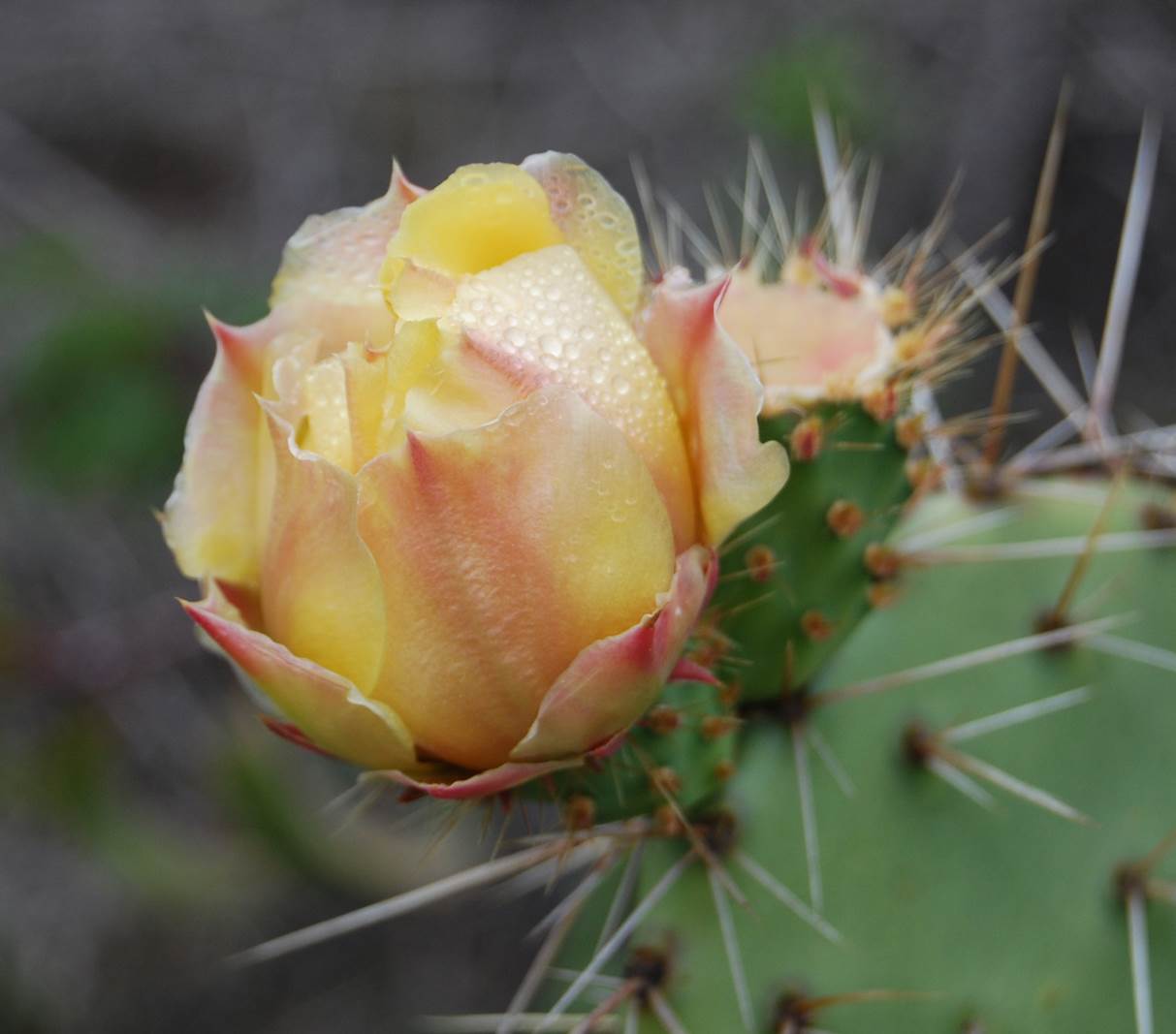 opuntia-littoralis-24apr2013-2