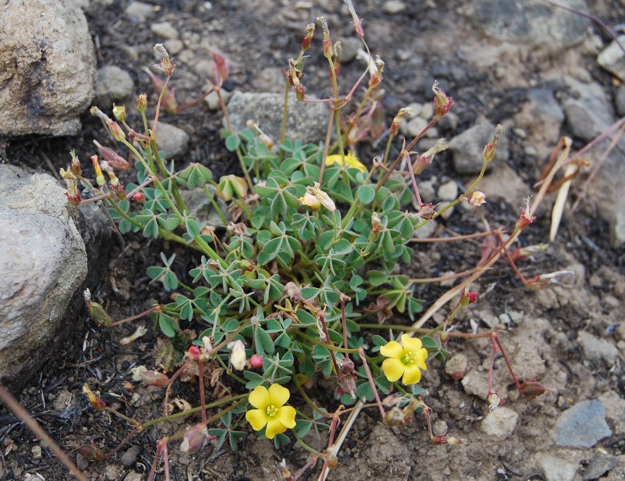 oxalis-californica-20may2014-3