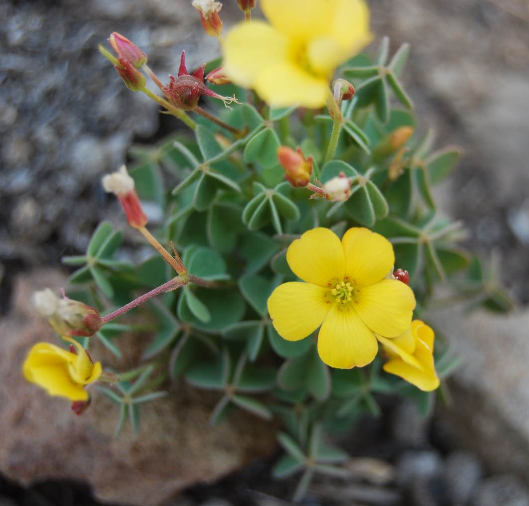 oxalis-californica-23may2014-14
