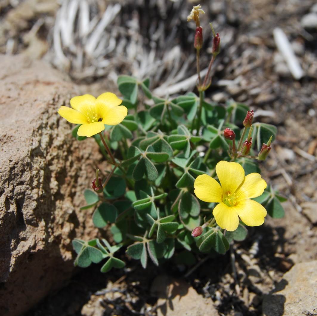 oxalis-californica-23may2014-8