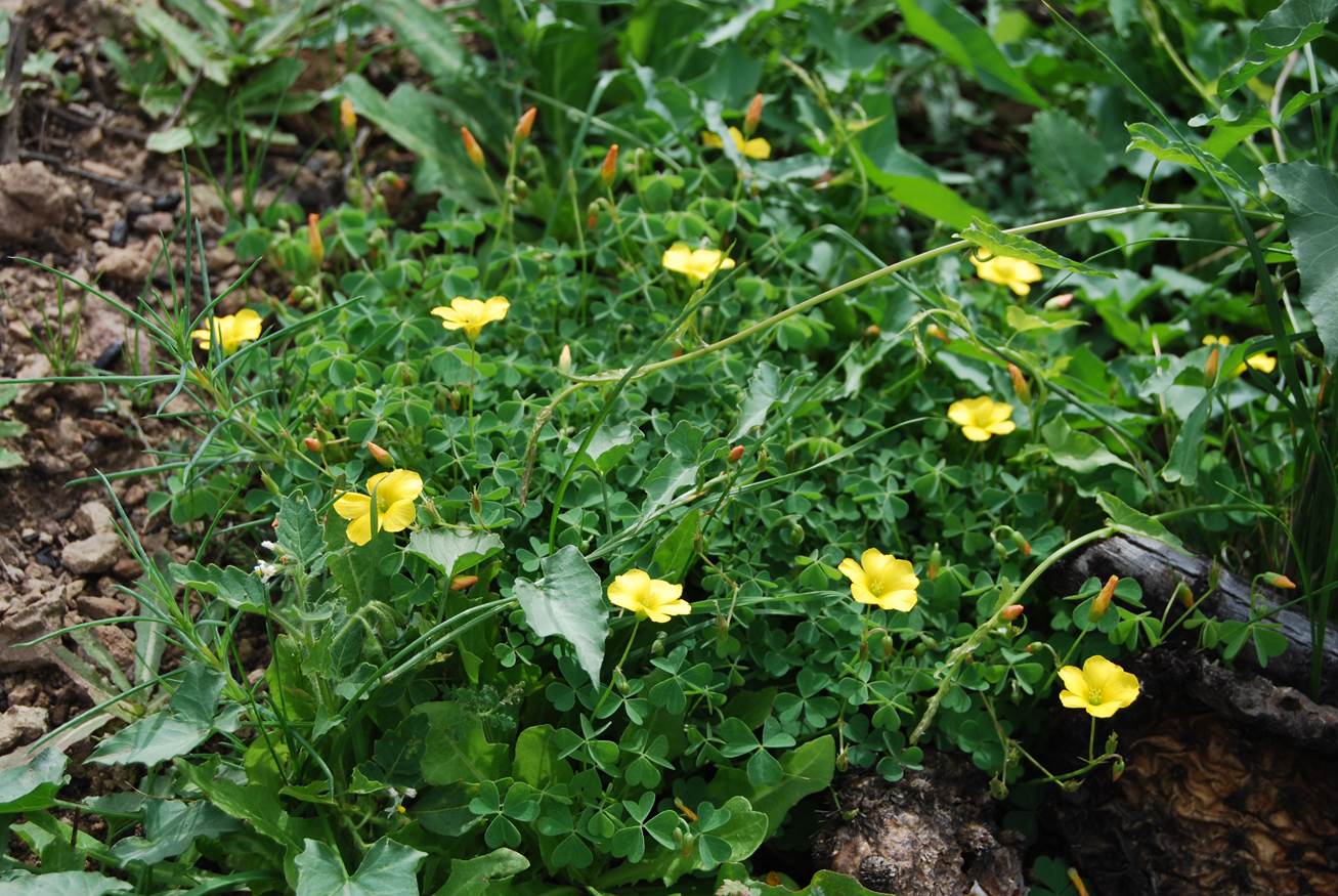 oxalis-californica-28jan2015-1
