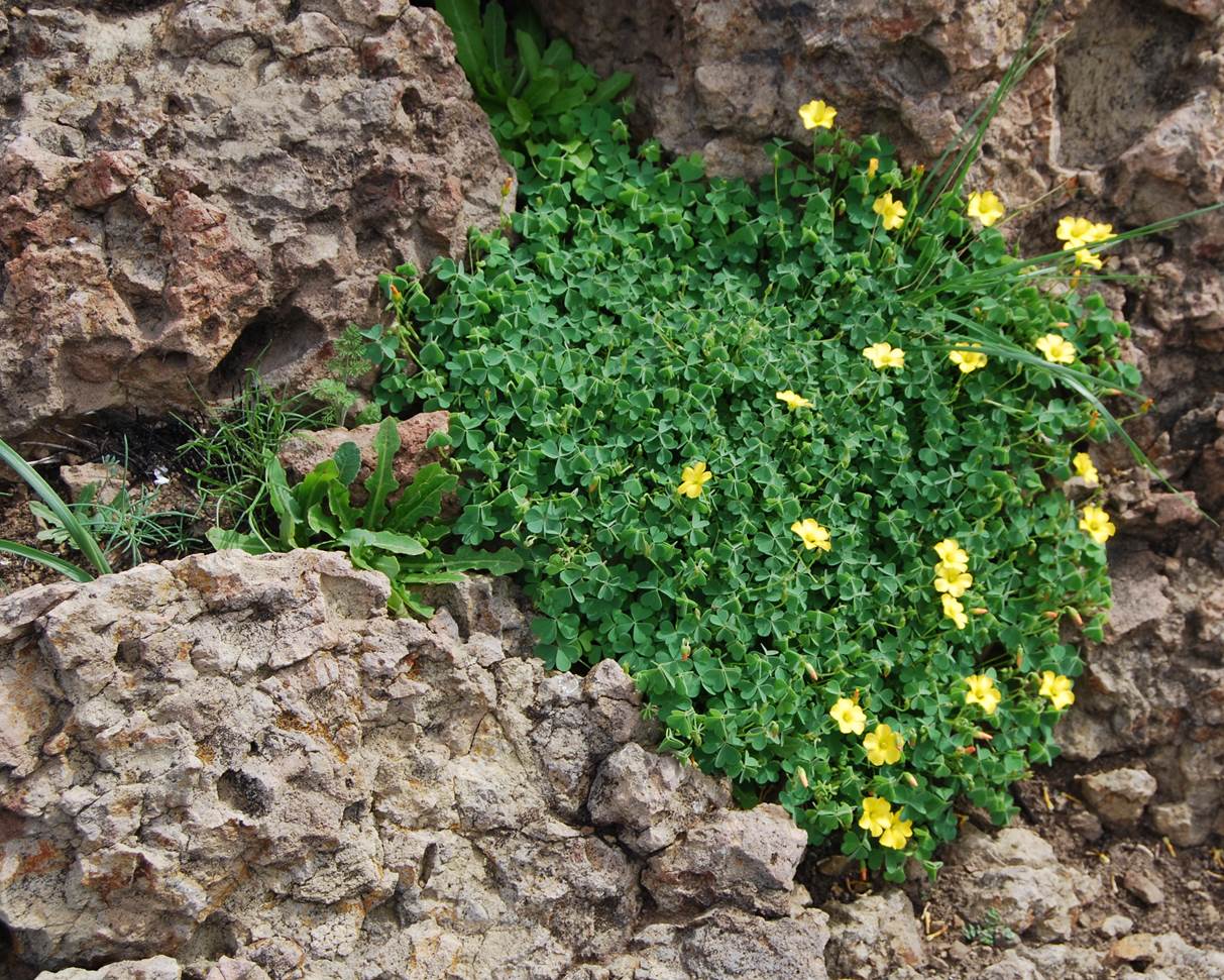 oxalis-californica-28jan2015-8
