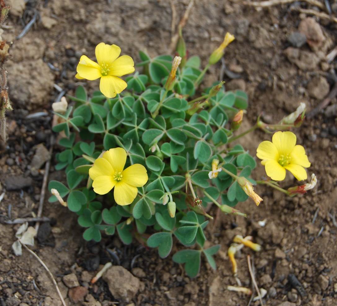 oxalis-californica-29may2014-12