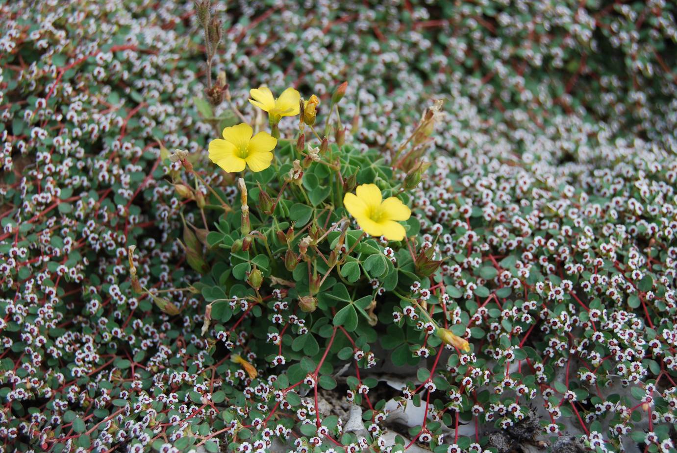 oxalis-californica-29may2014-25