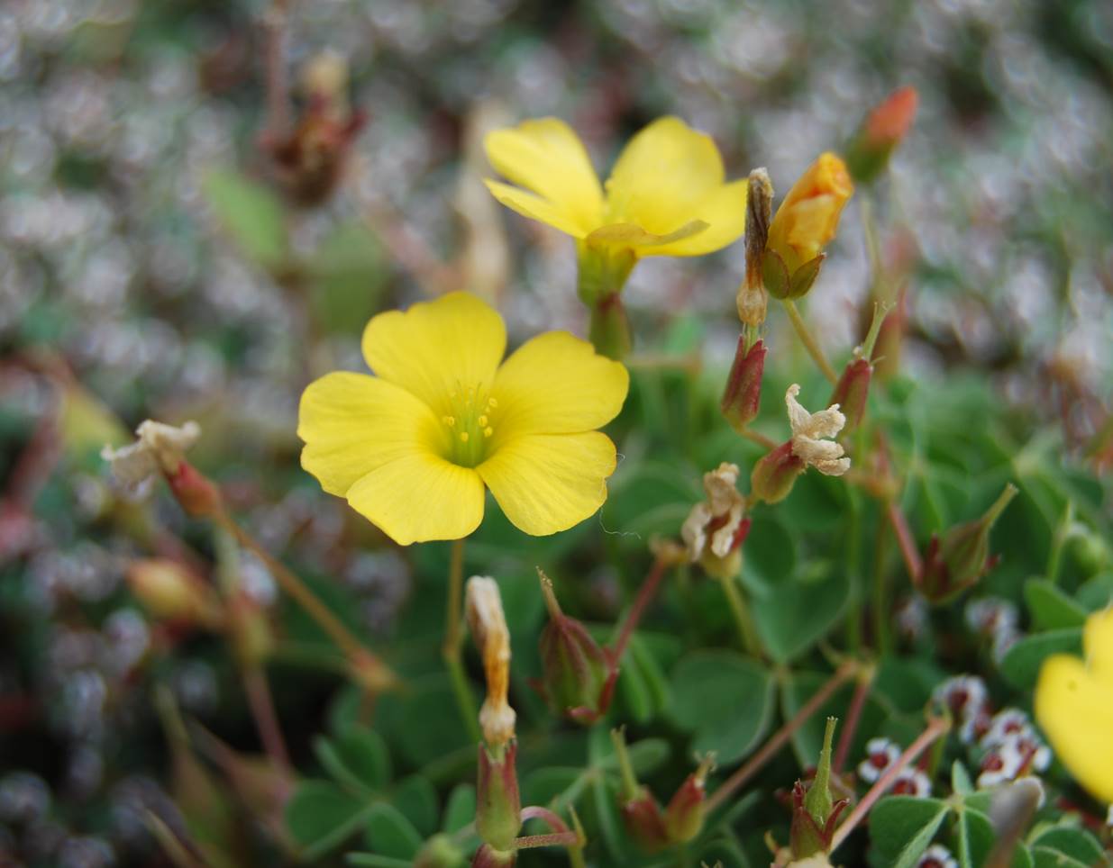 oxalis-californica-29may2014-28