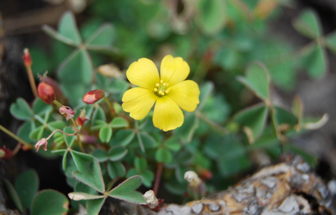 oxalis-californica-6june2014-3