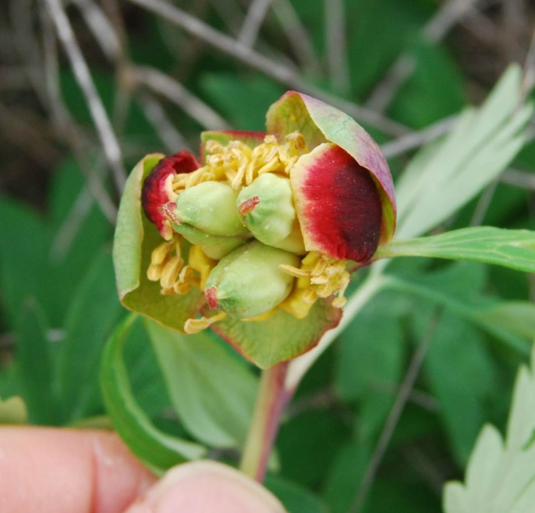 paeonia-californica-7mar2013-5