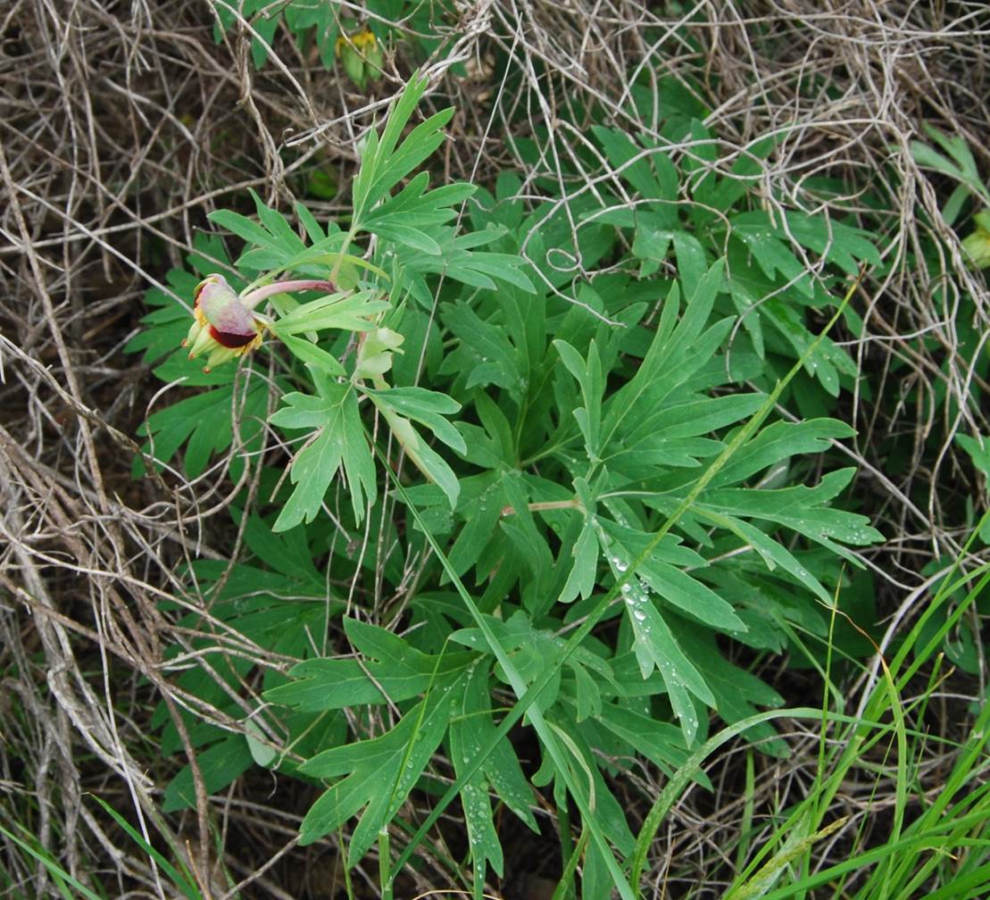 paeonia-californica-7mar2013-7