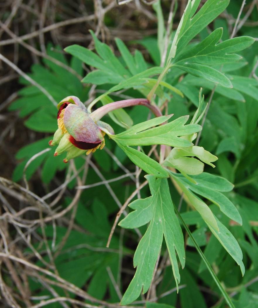 paeonia-californica-7mar2013-8