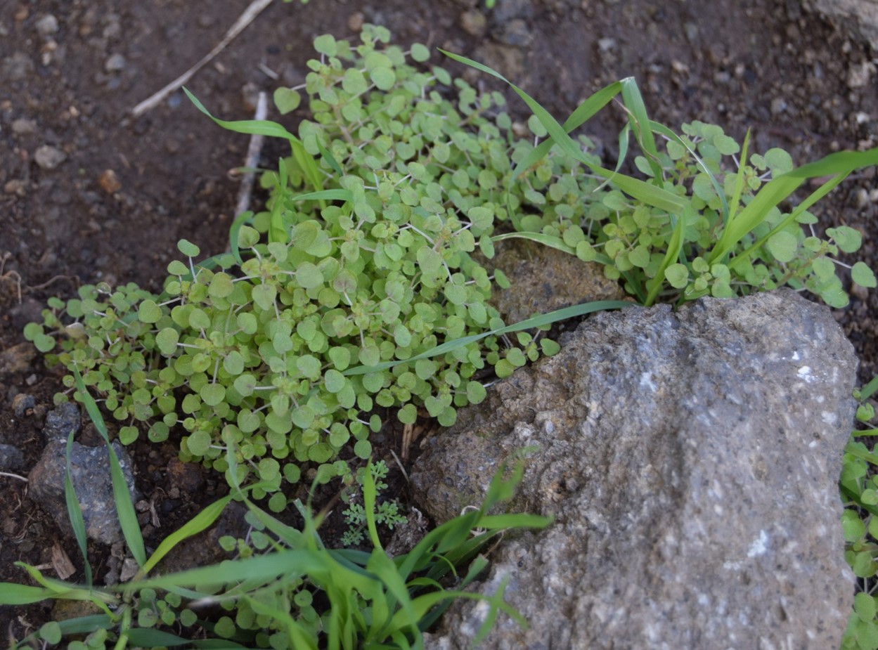 parietaria-hespera-13mar2016-12 parietaria-hespera-13mar2016-12