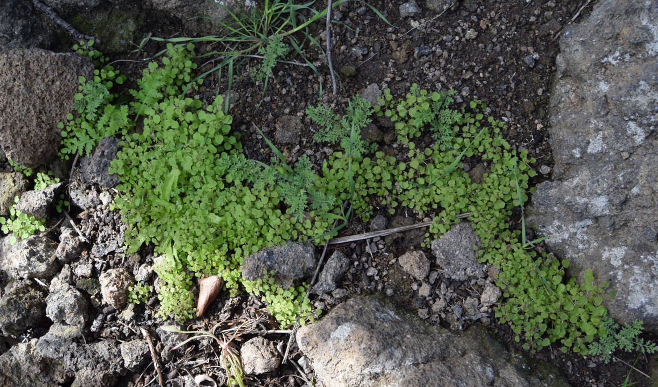 parietaria-hespera-13mar2016-8 parietaria-hespera-13mar2016-8