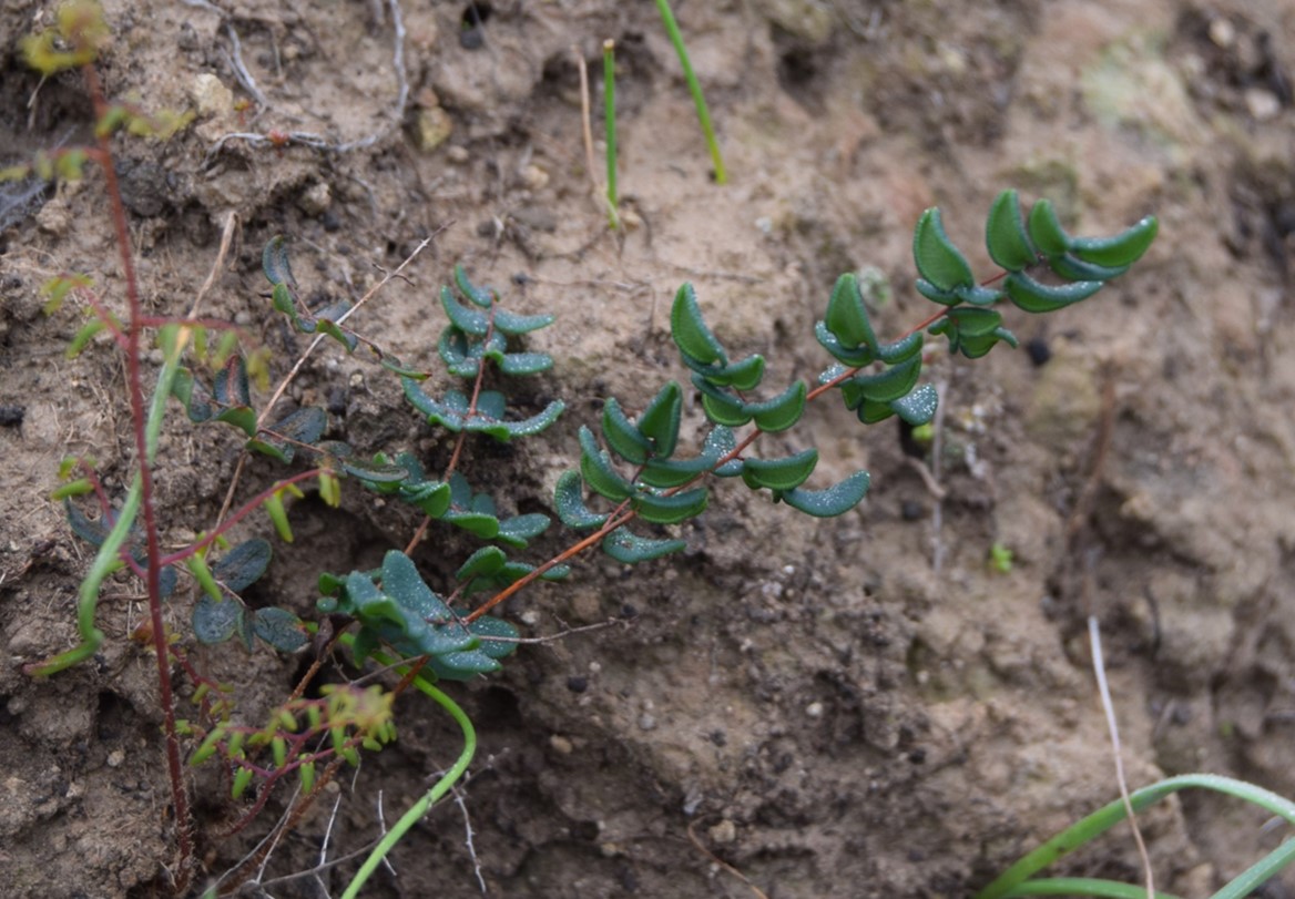 Pellaea-andromedifolia-20Mar2016-1