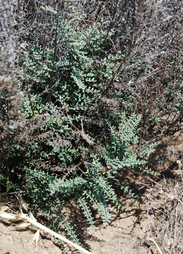 pellaea-mucronata-23may2014-3