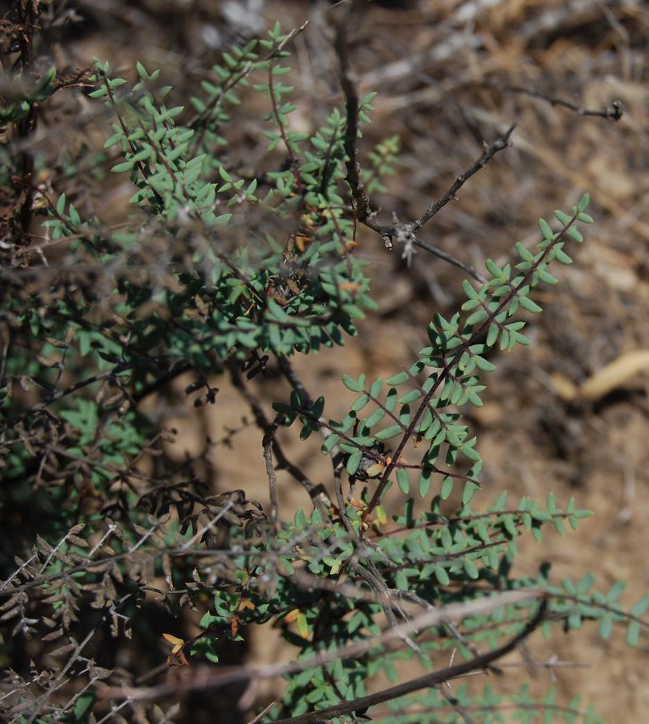 pellaea-mucronata-23may2014-7