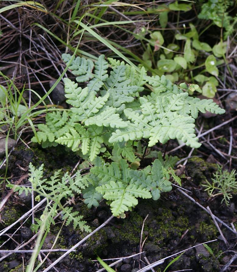 pentograma-19feb2005