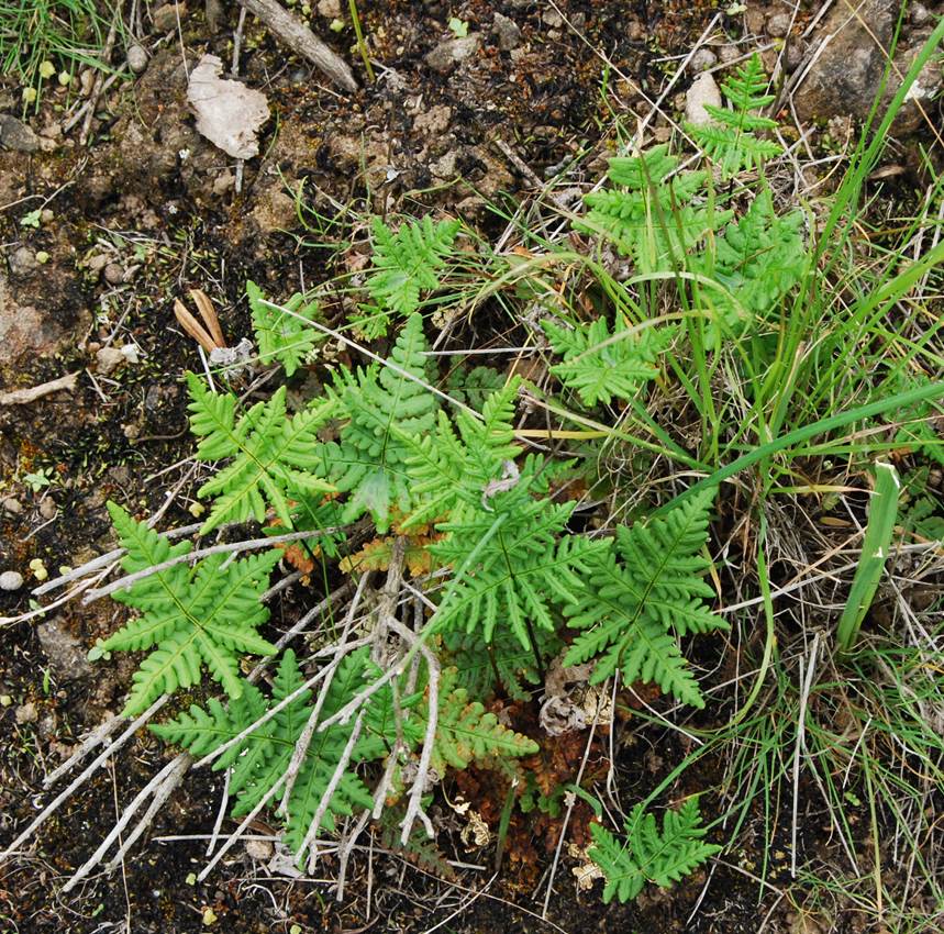 pentograma-7mar2013